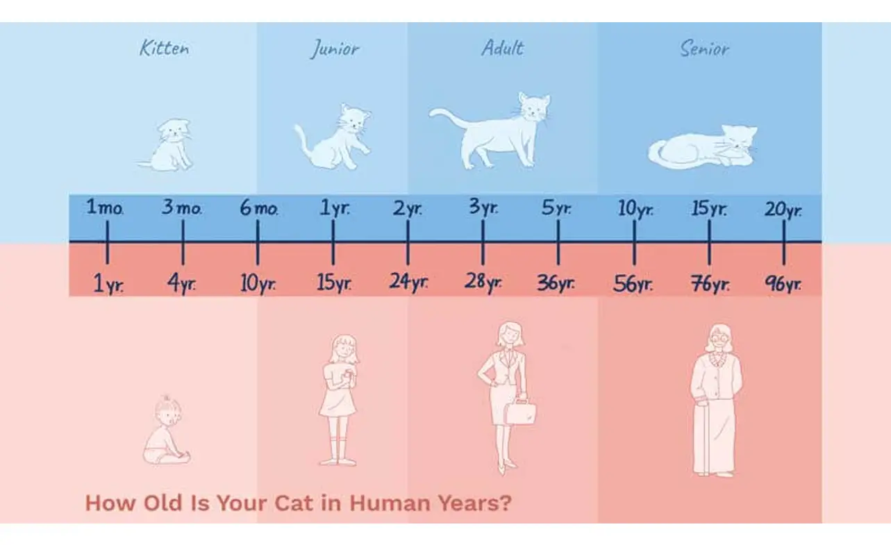 4-cara-menghitung-umur-kucing-100-akurat-2023